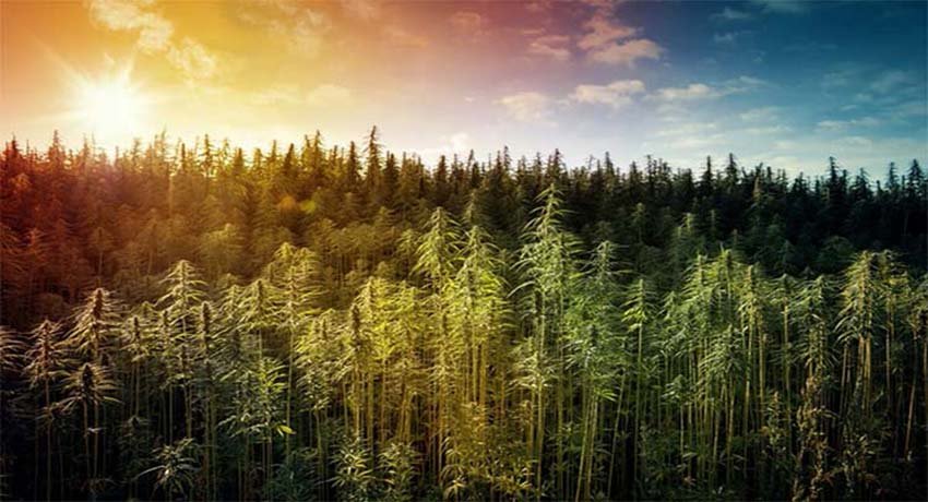 Industrial hemp in Colombia