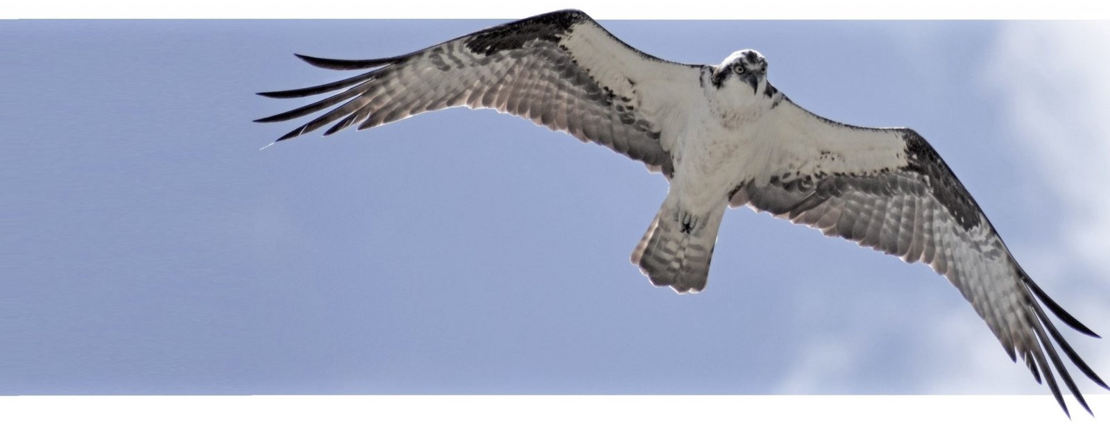 eaglecompliance3x4 eaglecompliance3x4